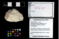 Foto (Objekt + Etikett) von Gastrosacus eminens (Blaschke, 1911)  (NHMW-GEO-2014-0194-0915)